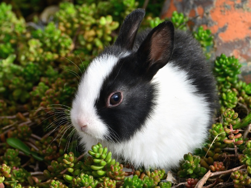 lapin