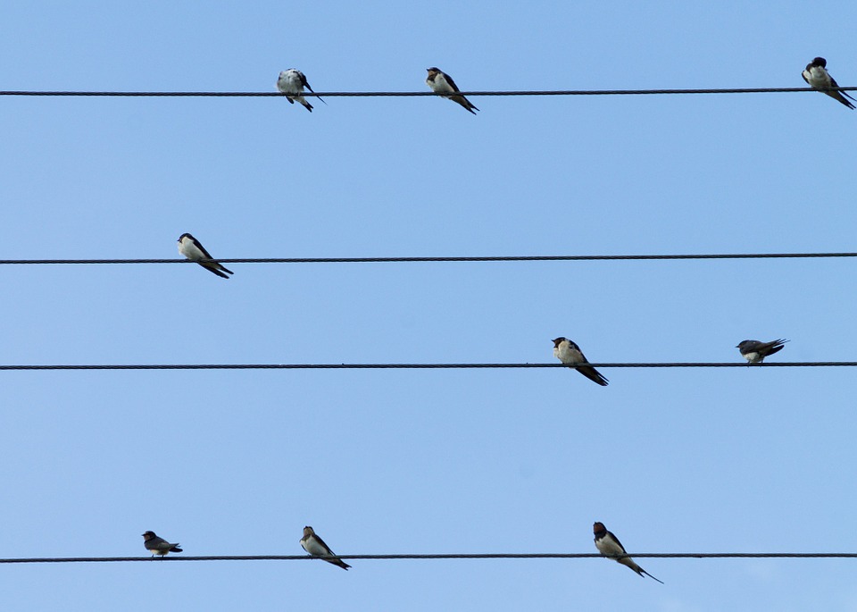 birds-427909_960_720 Hirondelles