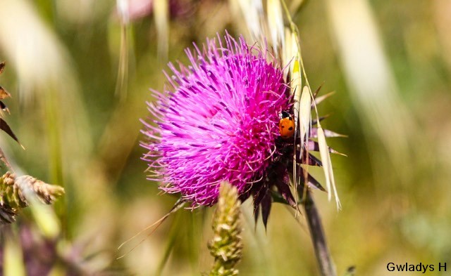 Bête à Bon Dieu, la coccinelle