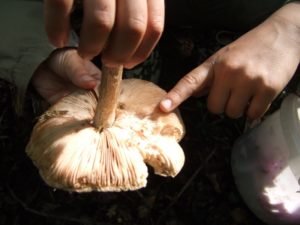 champignons (1)