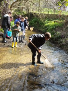 grenouille et tritons