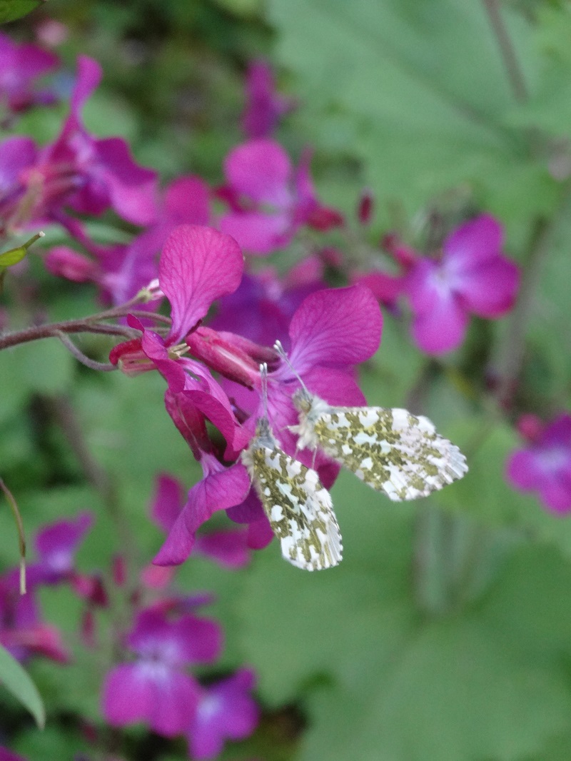 Fleurs (1)