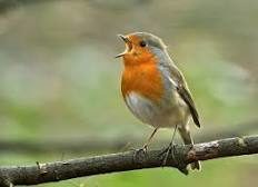photo chant oiseaux libre droit